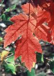 Autumn Blaze Leaf