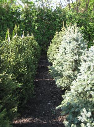 Evergreens