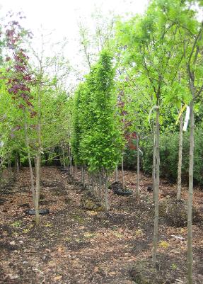 Young Shade Trees