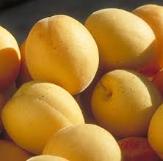 Sungold Apricot